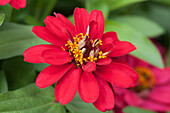 Zinnia haageana 'Profusion Cherry'