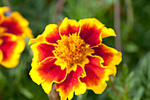 Tagetes patula 'Legion of Honour