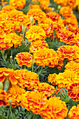 Tagetes patula Bonanza Flame