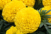 Tagetes erecta 'Taishan Yellow