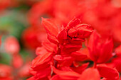 Salvia splendens 'Feuerzauber'