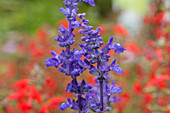Salvia farinacea Victoria