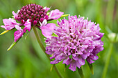 Scabiosa atropurpurea