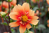 Dahlia 'Esther