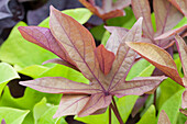 Ipomoea batatas 'Bronze Papas'