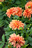 Dahlia LaBella® Grande Orange