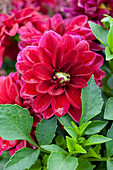 Dahlia LaBella® Grande Purple