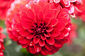 Dahlia LaBella® Grande Red