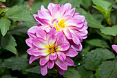 Dahlia LaBella® Grande Rose