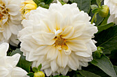 Dahlia LaBella® Grande White