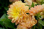 Dahlia LaBella® Grande Yellow