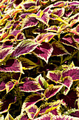 Coleus blumei 'Kong' Scarlet