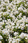 Begonia semperflorens 'Emperor', white