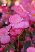 Begonia semperflorens