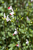 Salvia greggii Hot Lips