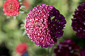 Scabiosa caucasica (dark red)