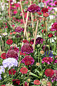 Scabiosa caucasica (dark red)