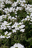 Verbena hybrid Magelana White
