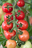 Solanum lycopersicum Rhianna F1