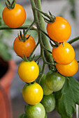 Solanum lycopersicum Golden Pearl F1