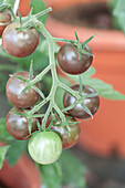 Solanum lycopersicum 'Limetto'