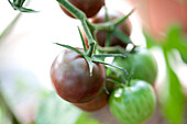 Solanum lycopersicum 'Chocolate Cherry'