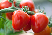 Solanum lycopersicum 'Gardenberry'