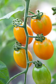 Solanum lycopersicum Nugget F1