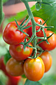 Solanum lycopersicum Ravello F1