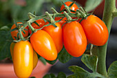Solanum lycopersicum Orange Fizz F1