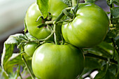 Solanum lycopersicum Big Green F1