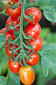 Solanum lycopersicum var. 'Dasher' cerasiforme