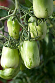 Solanum lycopersicum Green Sausage 
