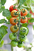 Solanum lycopersicum Gardeners Delight