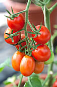 Solanum lycopersicum Lucciola F1