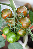 Solanum lycopersicum Soriano (Tiger Cocktail-Typ)