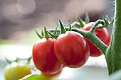 Solanum lycopersicum Strillo (Cherry) 