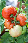 Solanum lycopersicum 'Fantasio F1'
