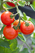Solanum lycopersicum Red Fruit