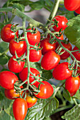 Solanum lycopersicum Romello