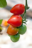 Solanum lycopersicum var. cerasiforme HeartbreakerVallery