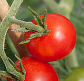 Solanum lycopersicum Lizzano