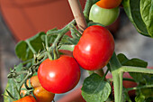 Solanum lycopersicum Magnusa