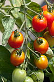 Solanum lycopersicum var. cerasiforme Heartbreaker™ Vallery 