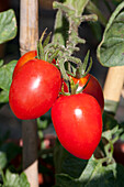 Solanum lycopersicum Monterrey