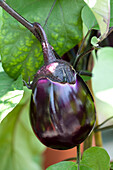 Solanum melongena Barbarella F1, violett oval-rund