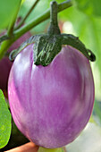 Solanum melongena Beatrice F1, violett oval-rund 