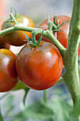 Solanum lycopersicum 'Sacher'