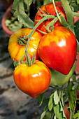 Solanum lycopersicum Gourmandia F1