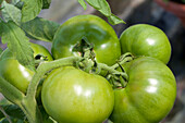 Solanum lycopersicum Spartaco F1 (Type RAF)